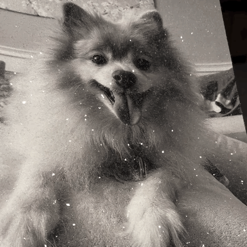 DazzlePrints | DazzlePets Fully Encrusted Glitter Photo