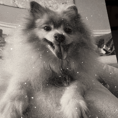 DazzlePrints | DazzlePets Fully Encrusted Glitter Photo